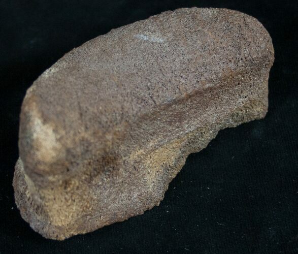 Edmontosaurus Toe Bone - South Dakota #8986